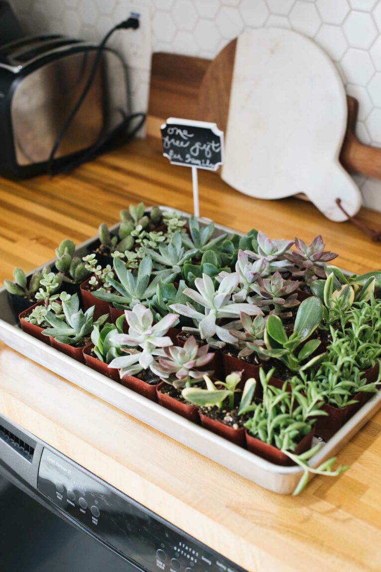 Tropical Plant First Birthday Party First birthday party succulents