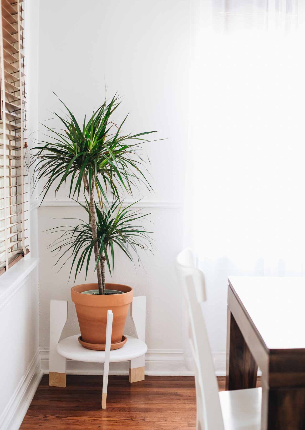 Indoor plant on a white plant stand.