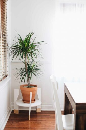 Indoor plant on a white plant stand.