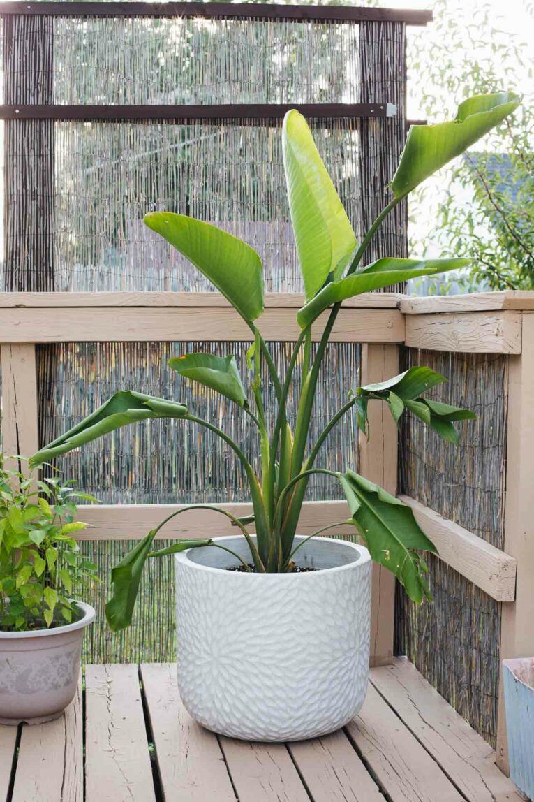 Small spaces can be everything you want them to be! Today, we're sharing our favorite inspiration and decorating ideas for a small deck! Bird of paradise outdoor plant.