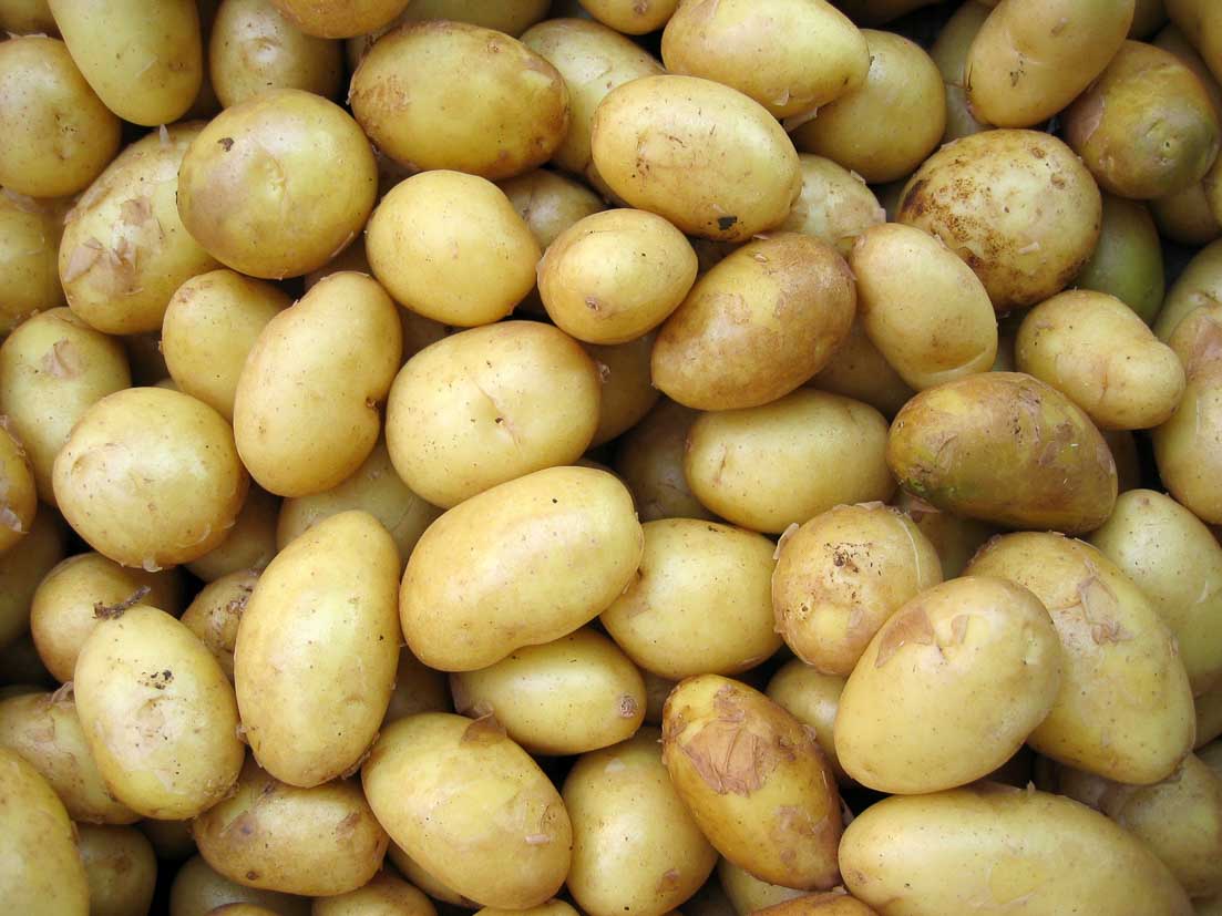 Large Yellow Potatoes