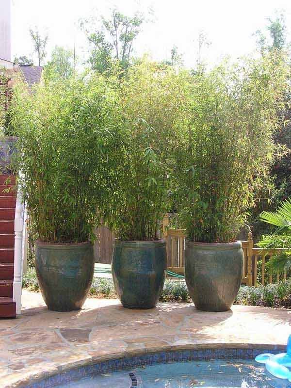 Three planters with large plants growing out of them.