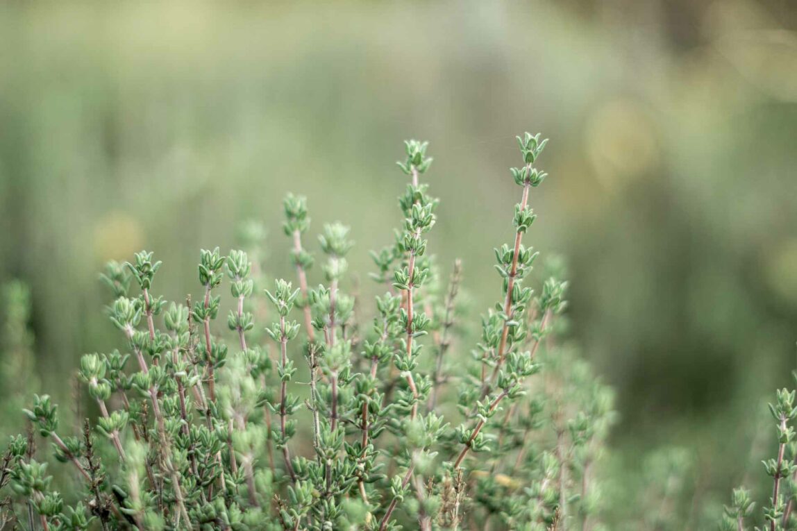 Fresh thyme growing wild.
