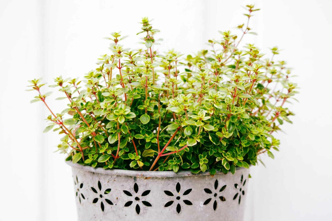 Thyme being grown in a planter inside.