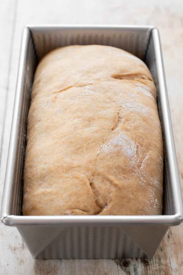 Sandwich bread dough after rising.